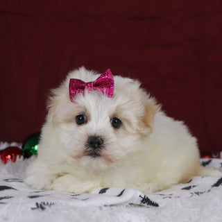 Berit - Available 12/3