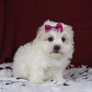 Berit - Available 12/3