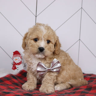 Berlin - Available 1/8