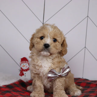 Berlin - Available 1/8