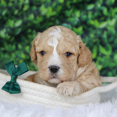 Berlin - Available 1/8