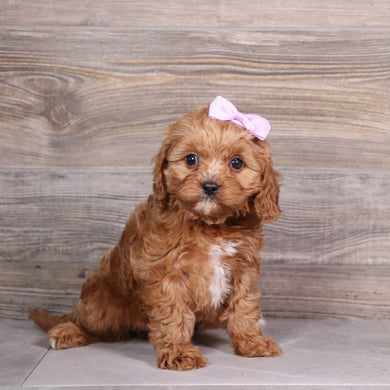 Bernedette - Available 5/6