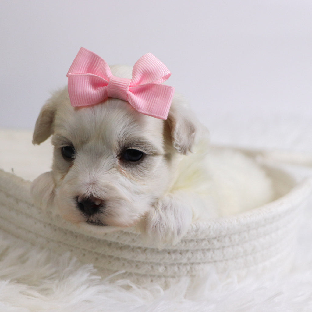 Bernice - Available 12/3