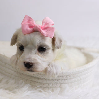 Bernice - Available 12/3