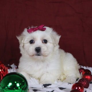 Bernice - Available 12/3