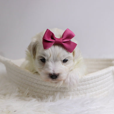 Bertha - Available 12/3