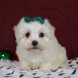 Bertha - Available 12/10