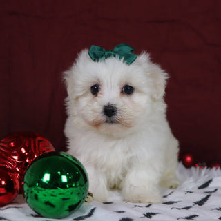 Bertha - Available 12/10