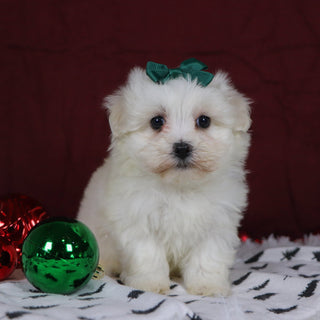 Bertha - Available 12/10