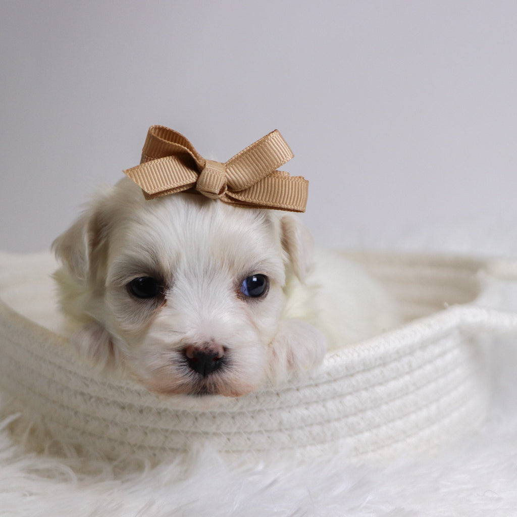 Beryl - Available 12/3