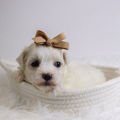 Beryl - Available 12/3