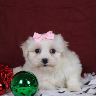 Beryl - Available 12/3