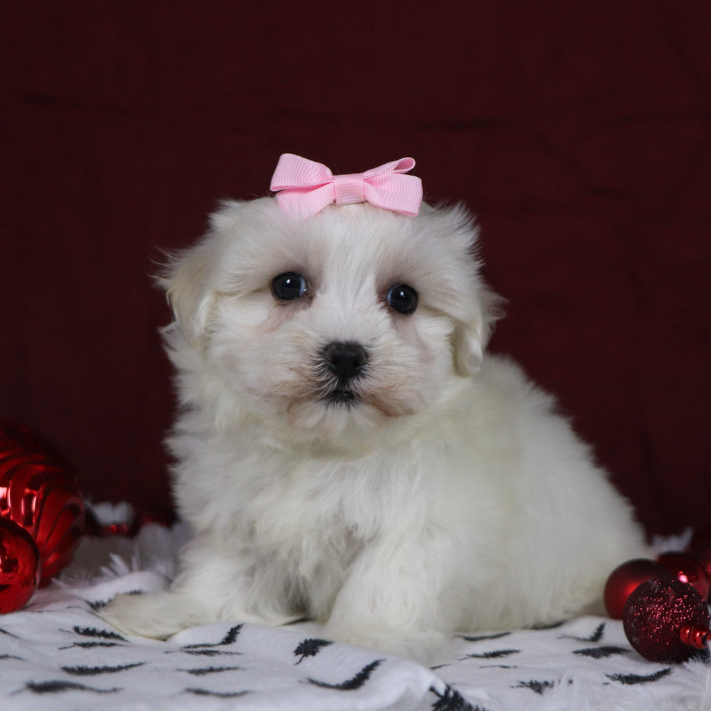 Beryl - Available 12/3