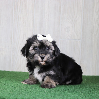 Betty - Available 5/14
