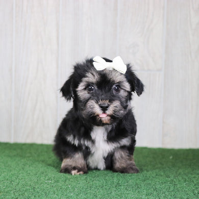 Betty - Available 5/14