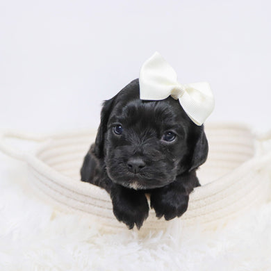 Beverly - Available 12/3