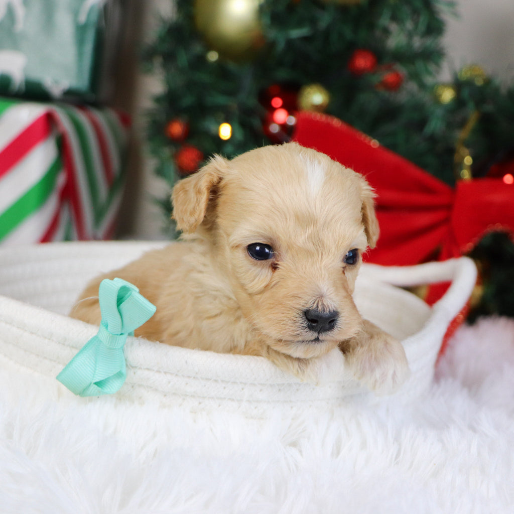 Bexley - Available 1/21