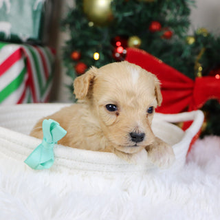 Bexley - Available 1/21