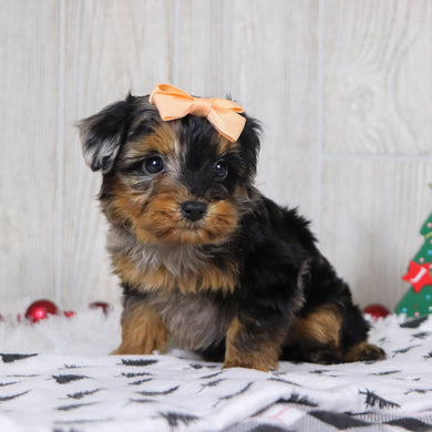 Billie - Available 12/3