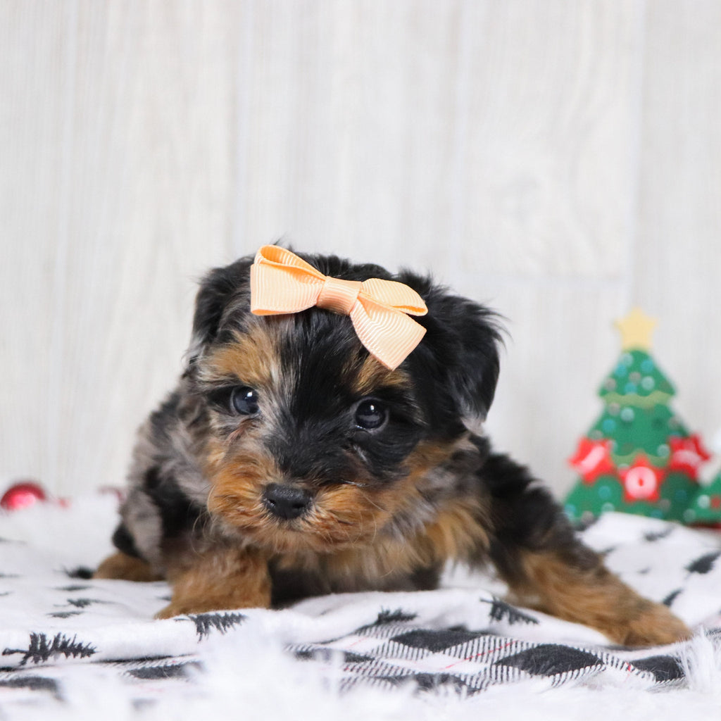 Billie - Available 12/3