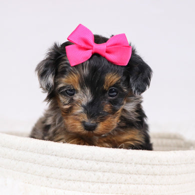 Billie - Available 12/3