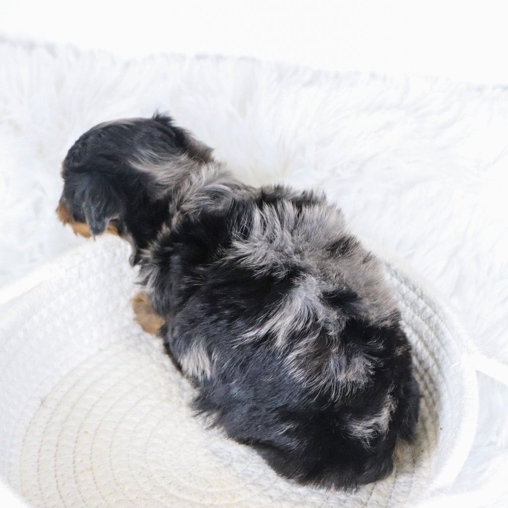 Billie - Available 12/3