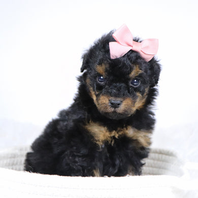 Blaire - Available 12/3