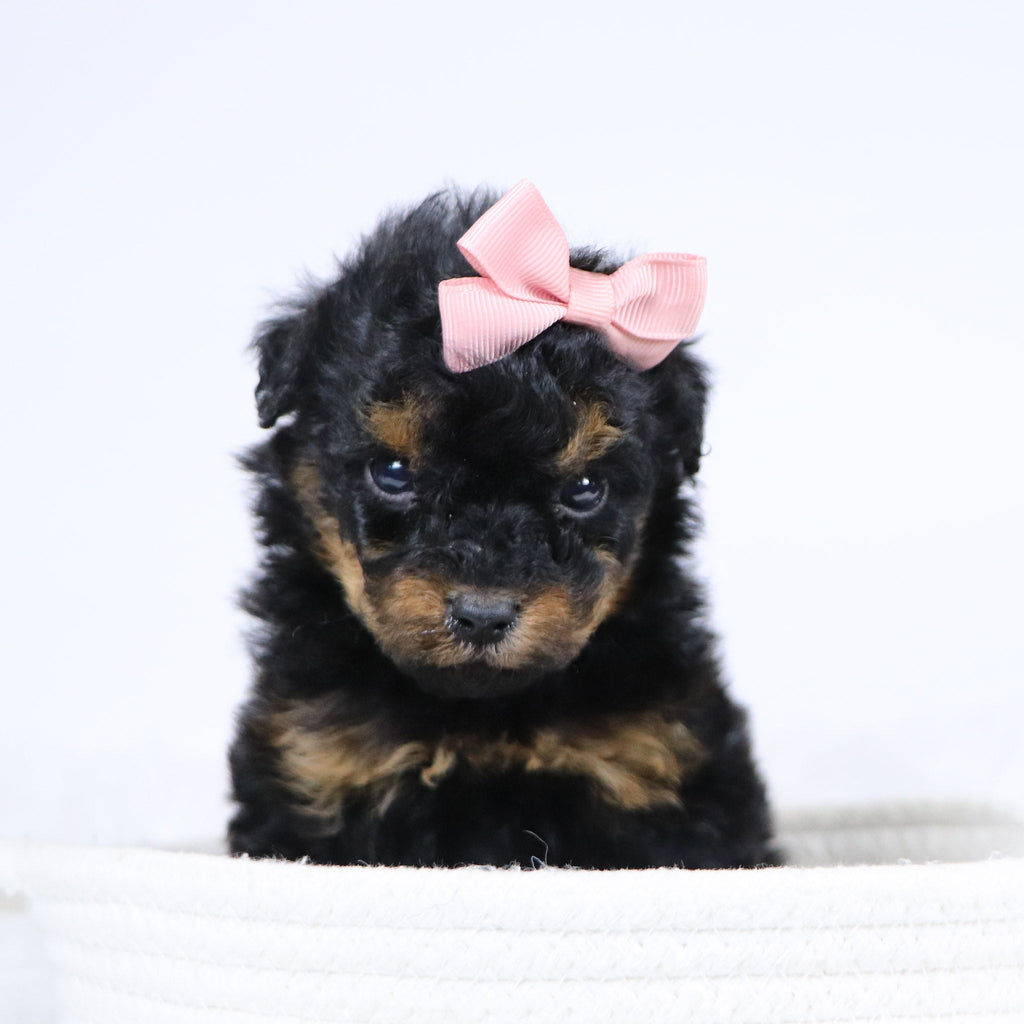 Blaire - Available 12/3