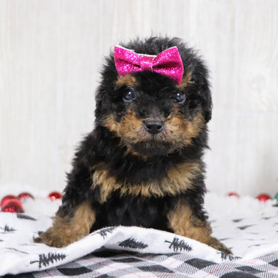 Blaire - Available 12/3