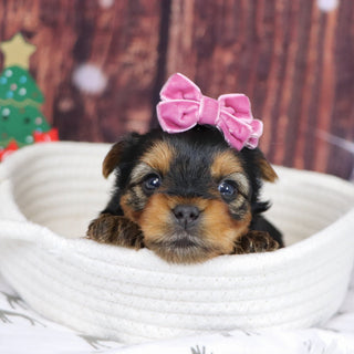 Blizzard - Available 12/31