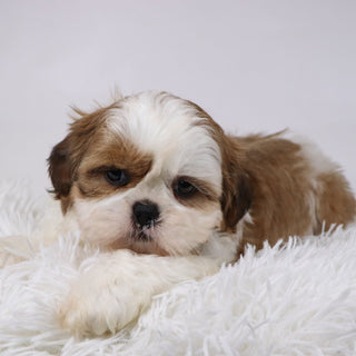 Bobby - Available 11/26