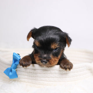 Brett - Available 12/17