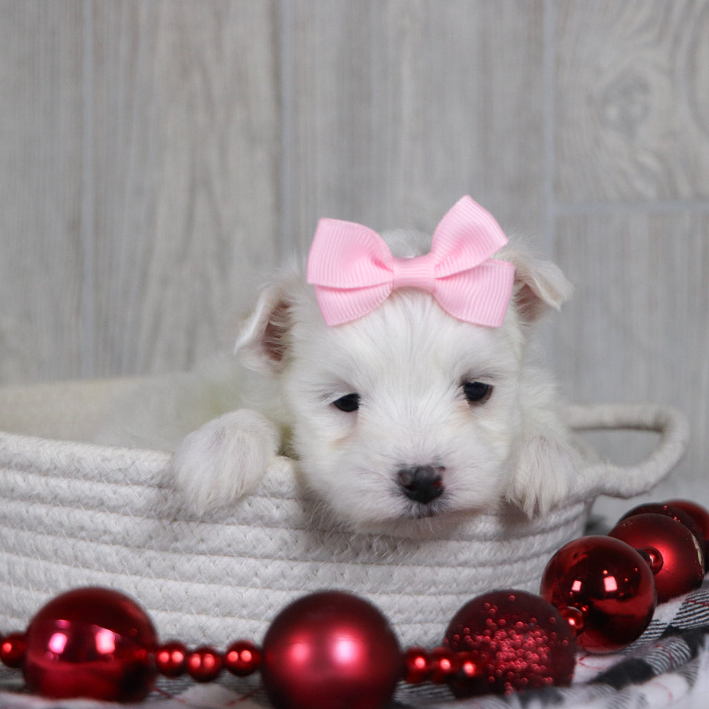 Britney - Available 1/8