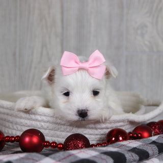 Britney - Available 1/8