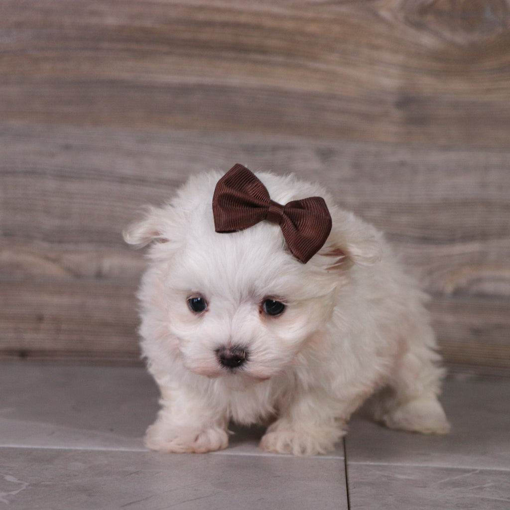 Brooke - Available 4/30