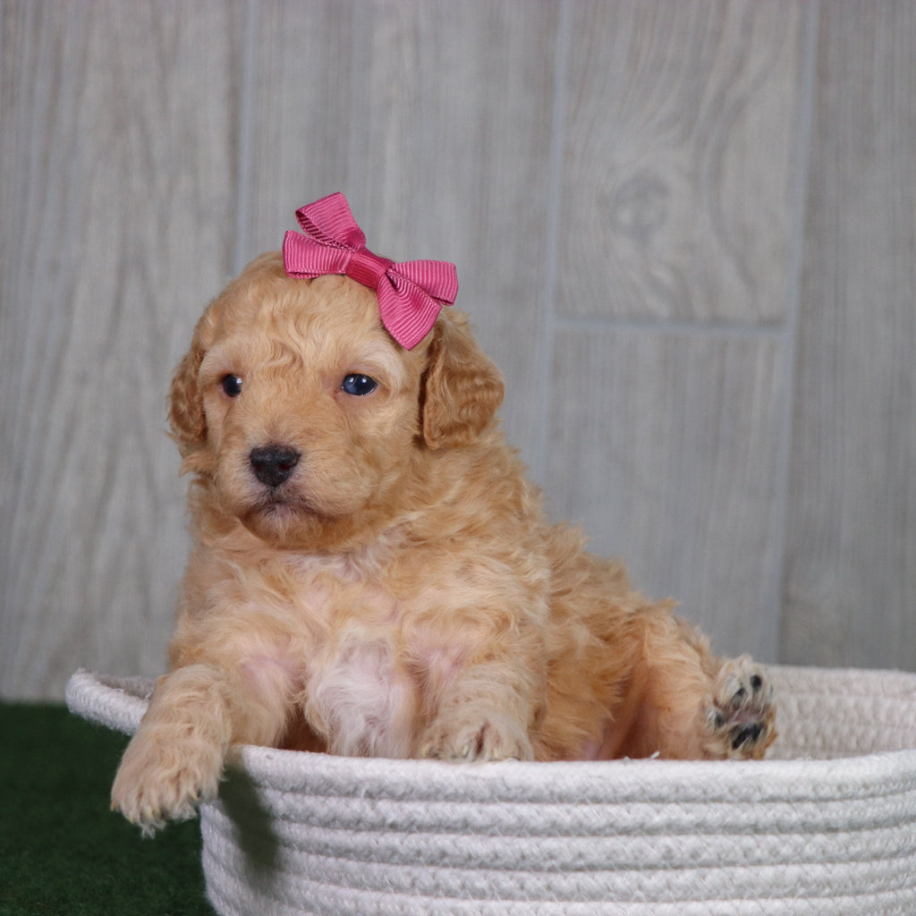 Brownie - Available Now