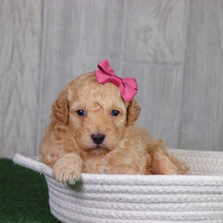 Brownie - Available Now