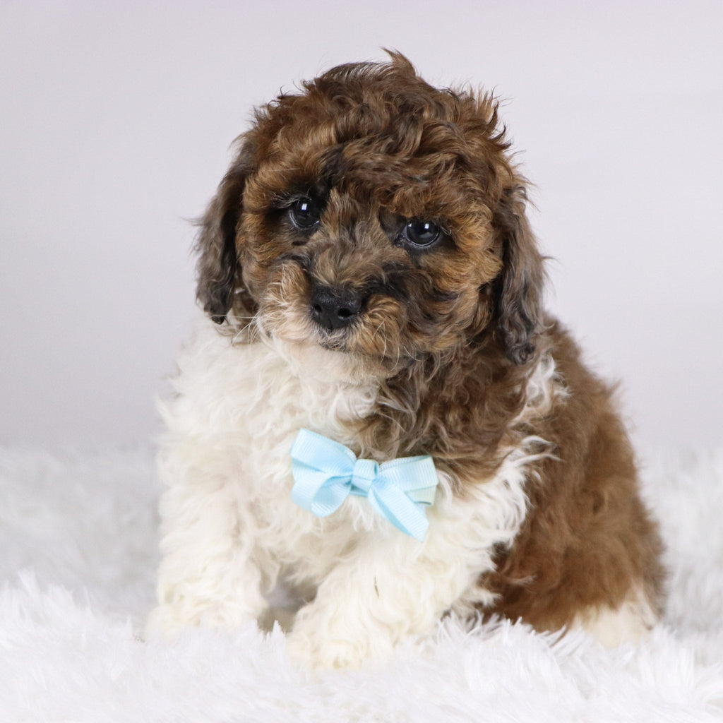 Buckeye - Available 11/19