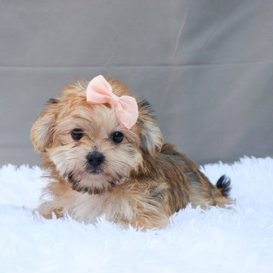 Buttercup - Available 5/28