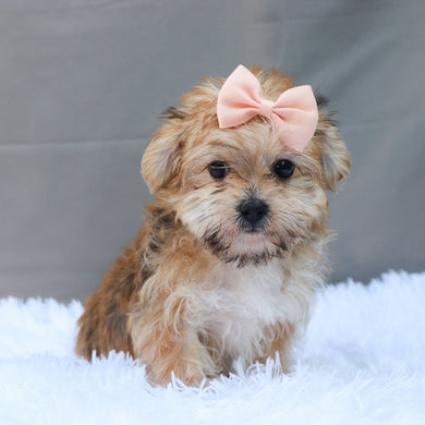 Buttercup - Available 5/28
