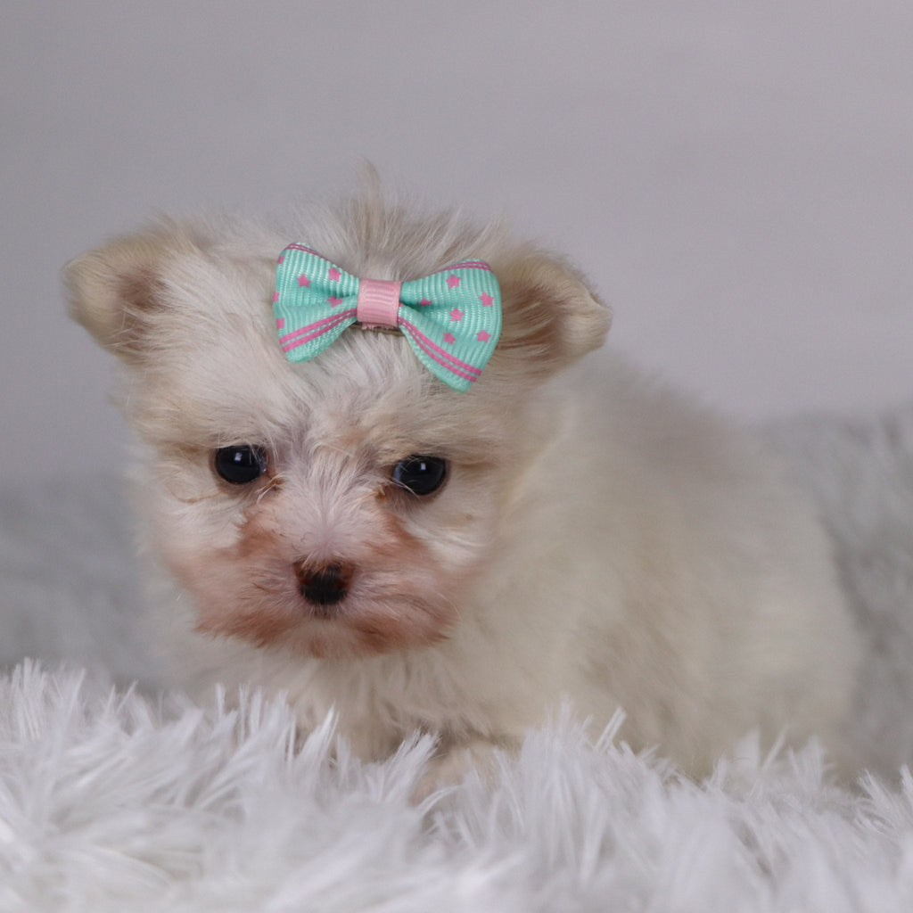 Butterfly - Available 11/26