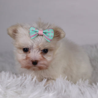 Butterfly - Available 11/26