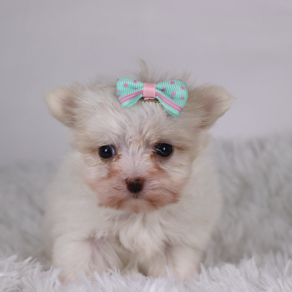 Butterfly - Available 11/26