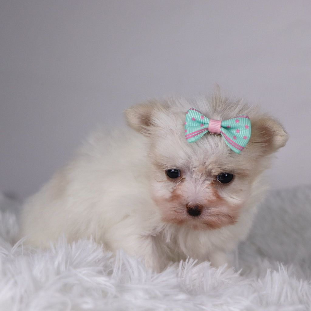 Butterfly - Available 11/26