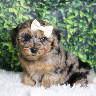 Cabrina - Available 12/10