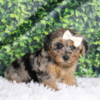 Cabrina - Available 12/10