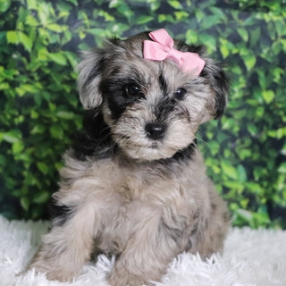 Caca - Available 12/10