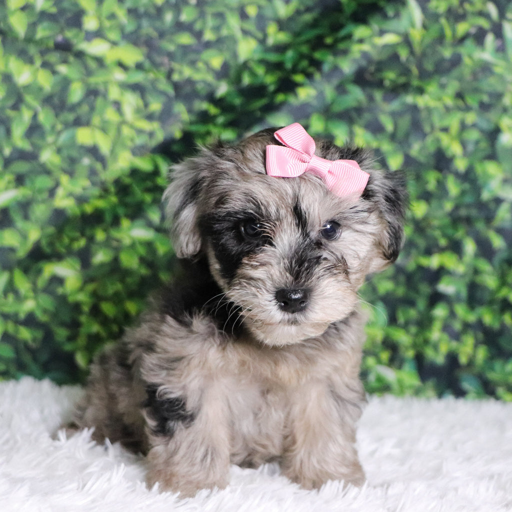 Caca - Available 12/10