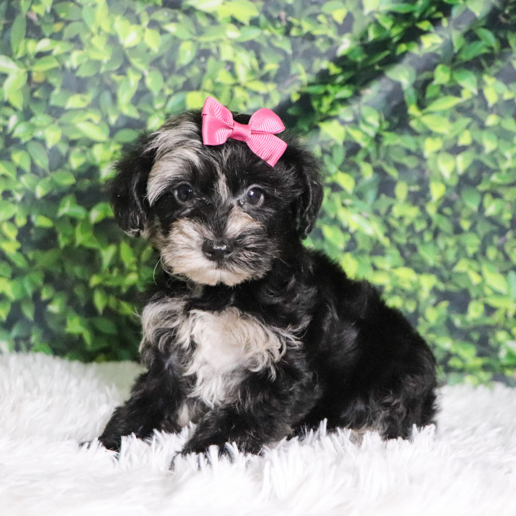 Cacalia - Available 12/10