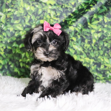 Cacalia - Available 12/10